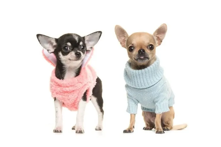 two chihuahuas wearing jumpers