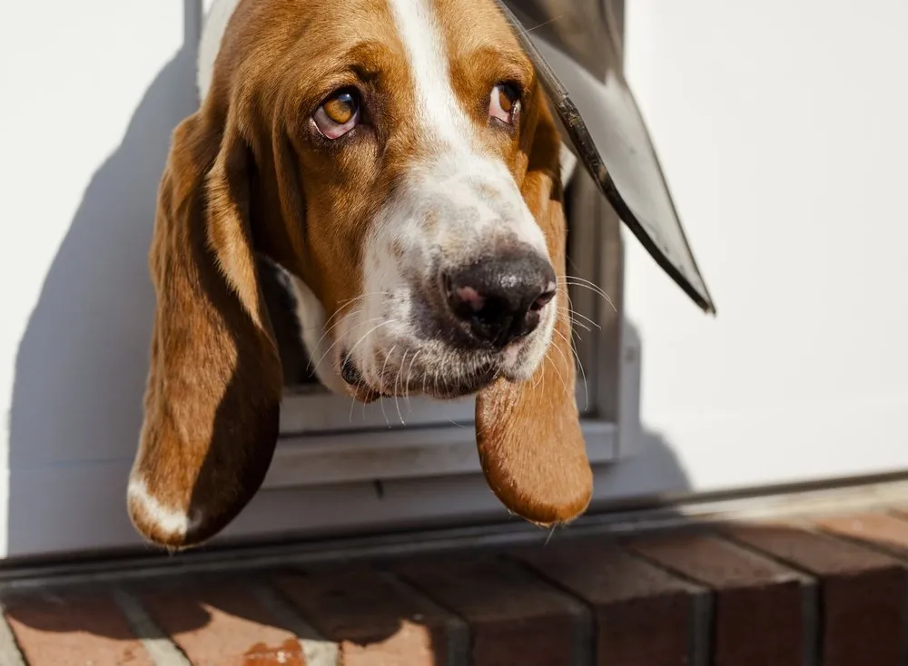 a dog looking through a doggie door
