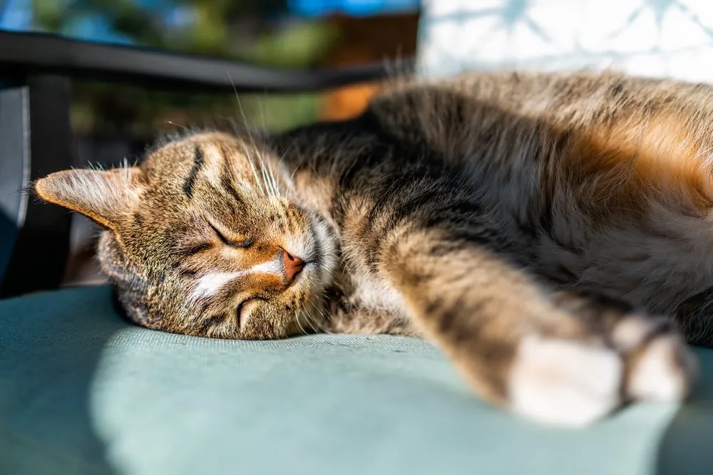 a cat sleeping on outdoor furniture in the sunshine