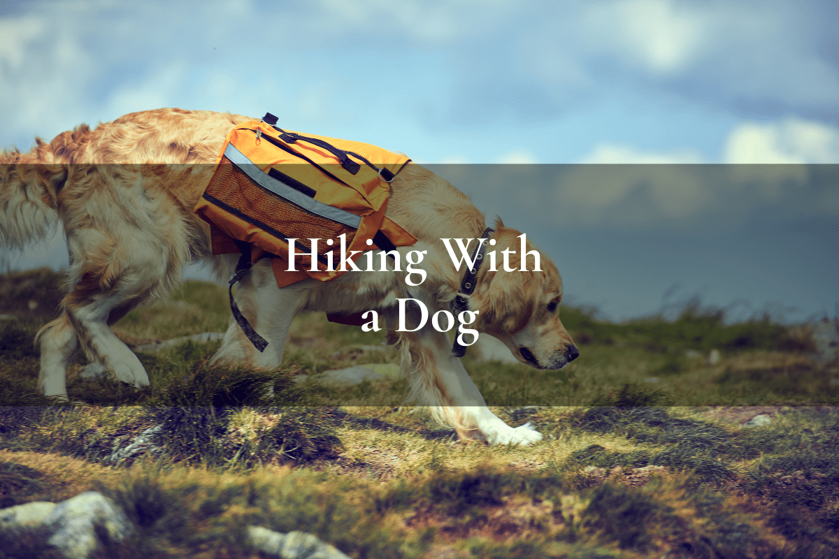 dog wearing a backback on a hike