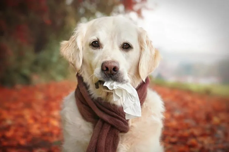 a dog wearing a scarf with a tissue in his mouth