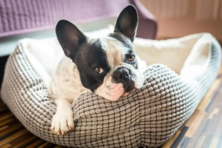 a french bulldog sleeping in a dog's bed