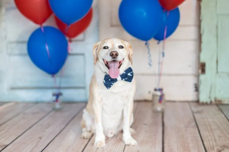 a dog surrounded by red and blue balloons