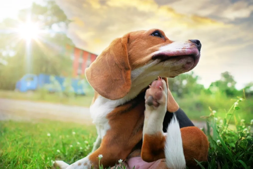 a beagle scratching