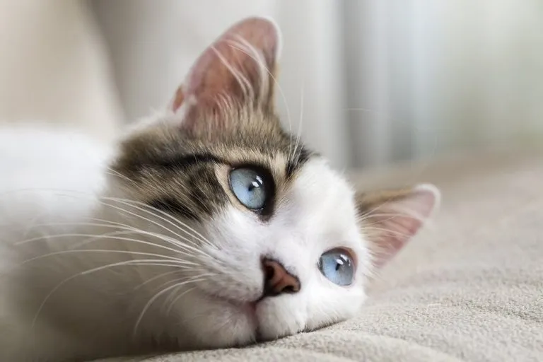 close up of a beautiful cat with blue eyes