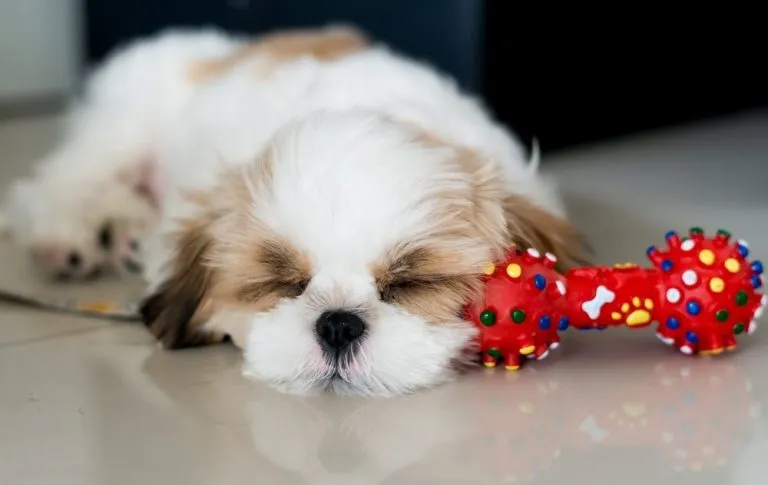small dog sleeping with his toy