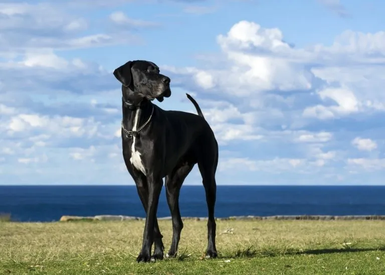 great dane next to the beach