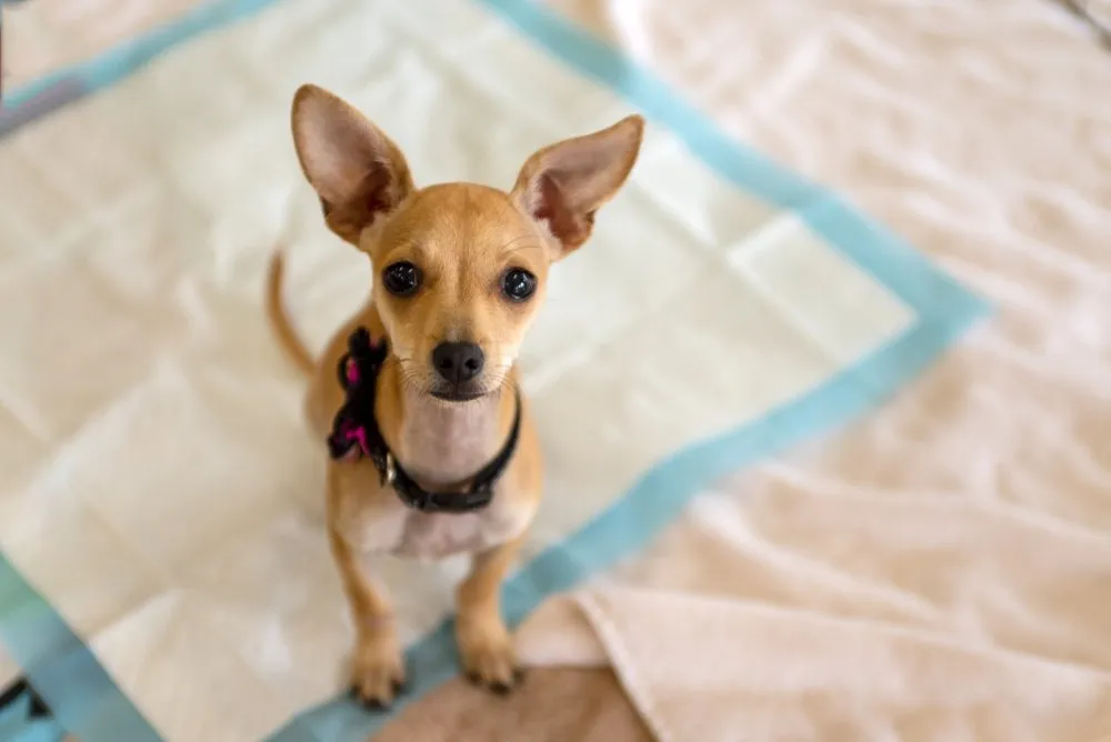 small dog sitting on a puppy pad
