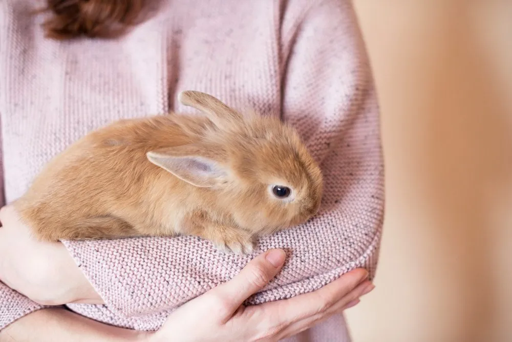 small rabbit in a woman's arms