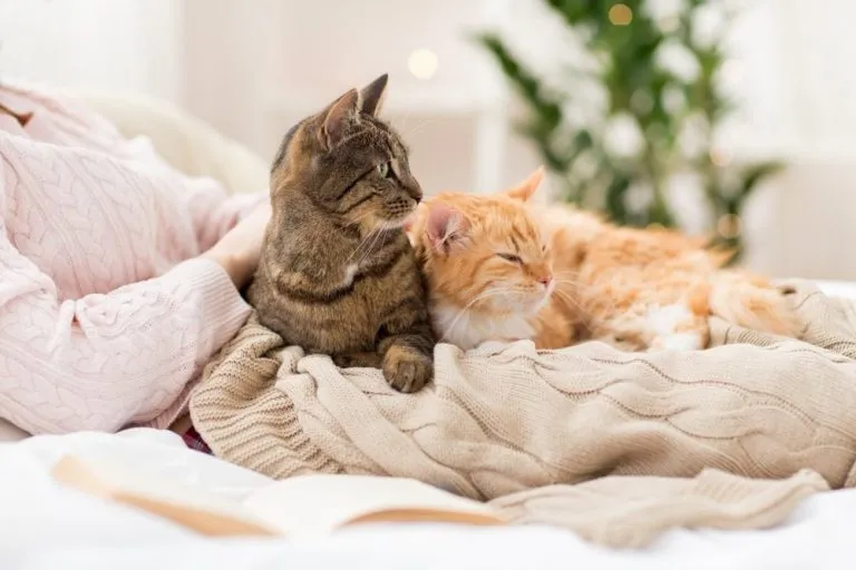 two kittens lying together