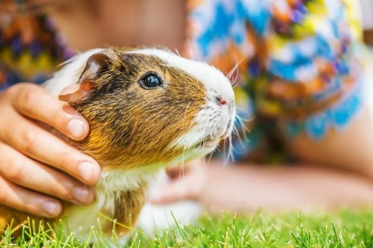 a guinea pig