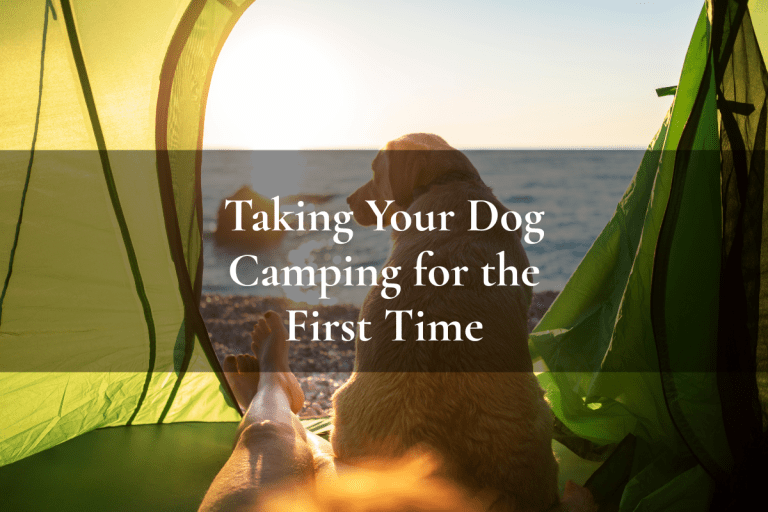 a dog looking out of a tent at the sea