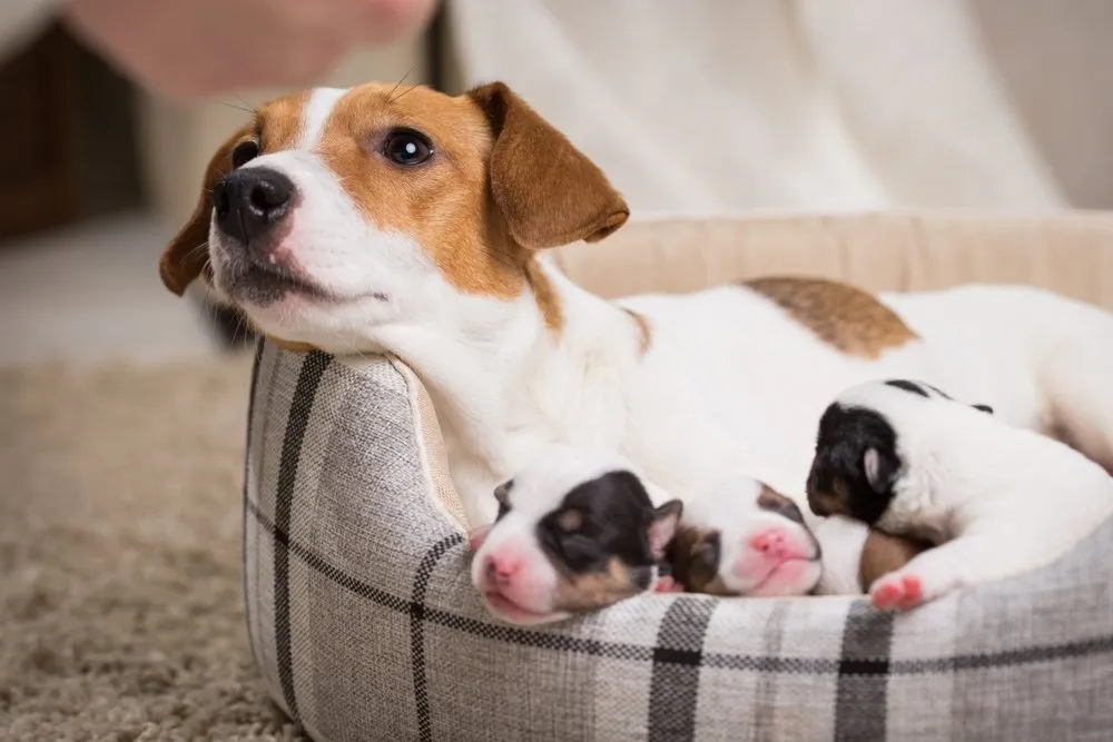 a dog lying in a bed