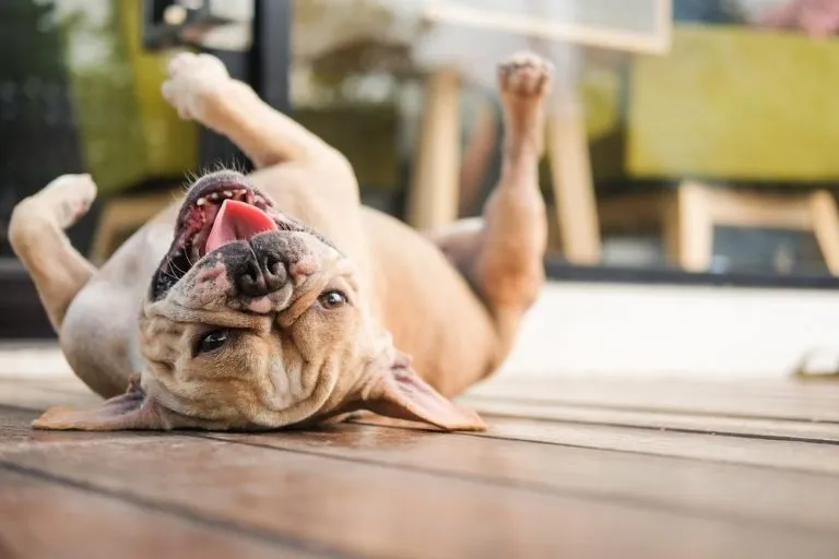 a French bulldog rolling over