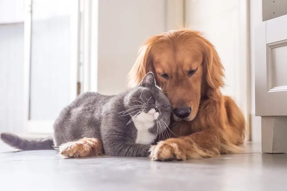 a cat rubbing against a dog's face