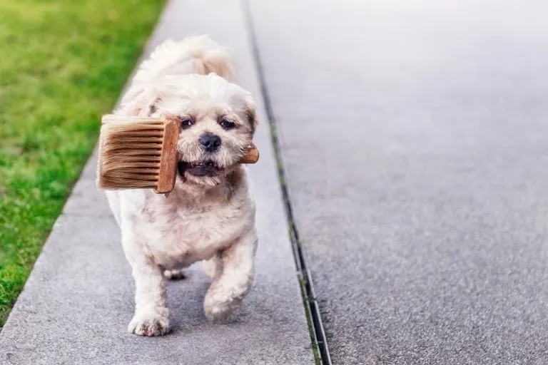 a dog carrying a paintbrush