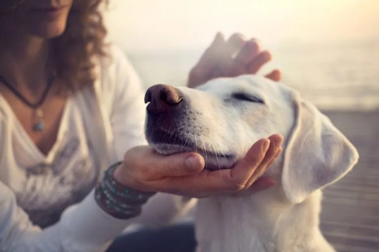 a woman stroking a dog's head
