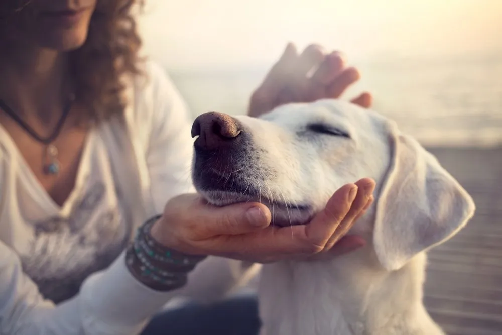 a woman stroking a dog's head