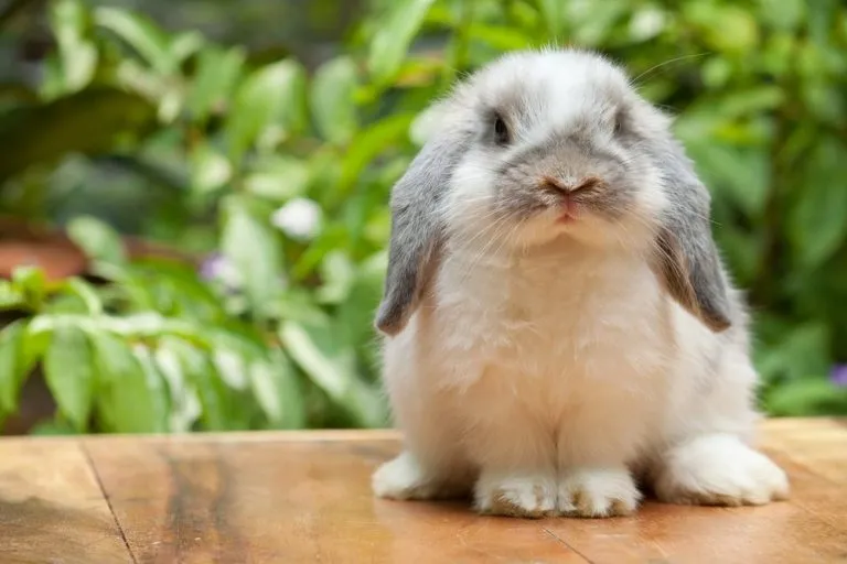 a small white and grey lop rabbit