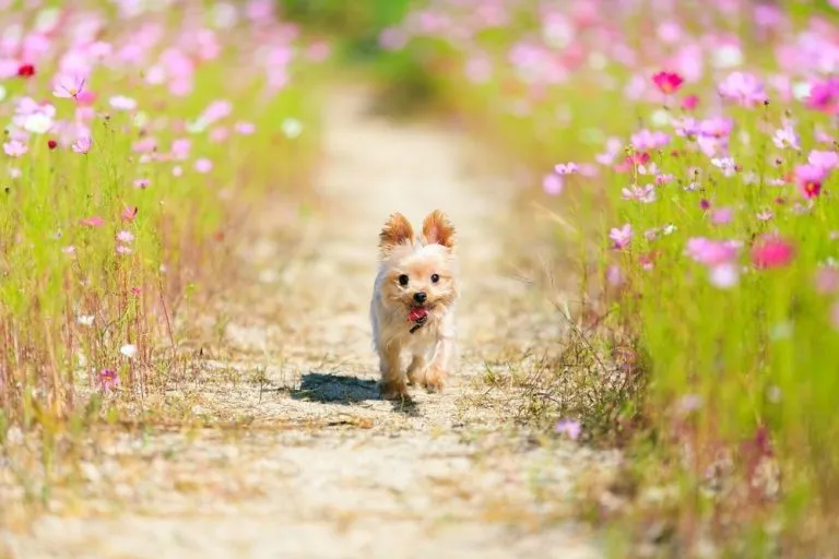 a small dog running along a path in a meadow