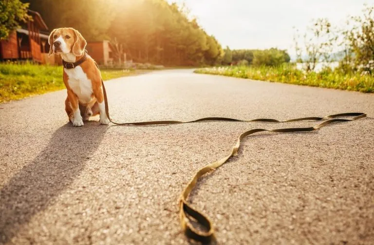 a dog on a very long lead