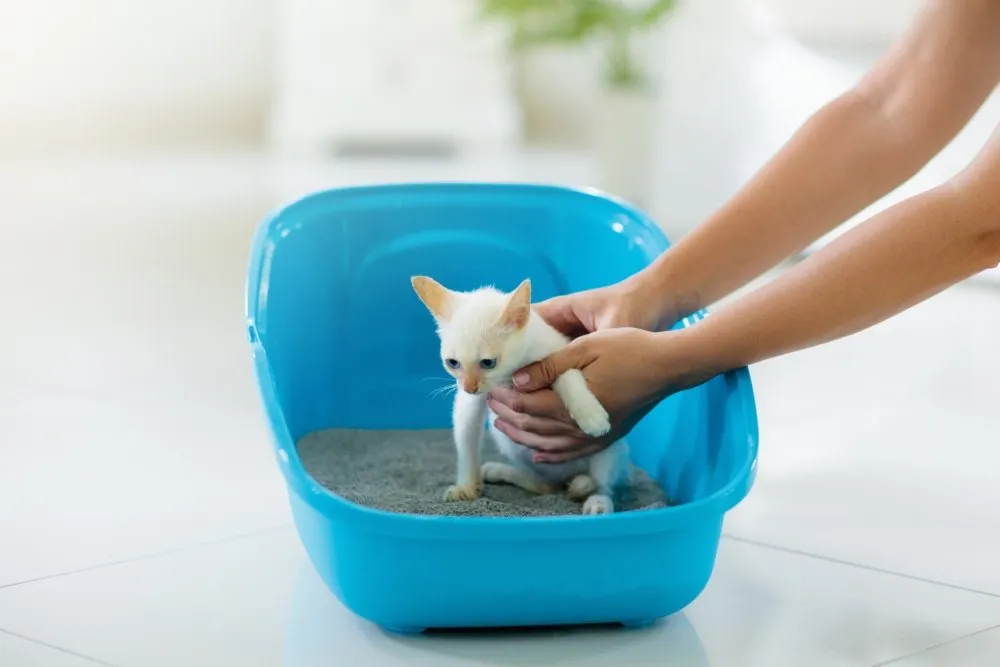 a cat in a litter tray