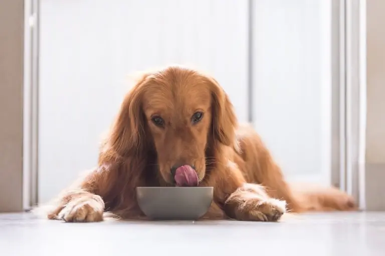 dog homemade diet