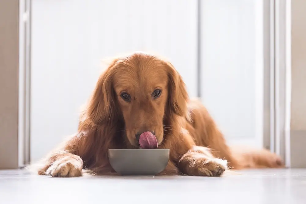 dog homemade diet