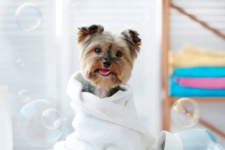 groom your dog at home