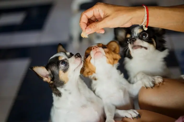 best dog treats