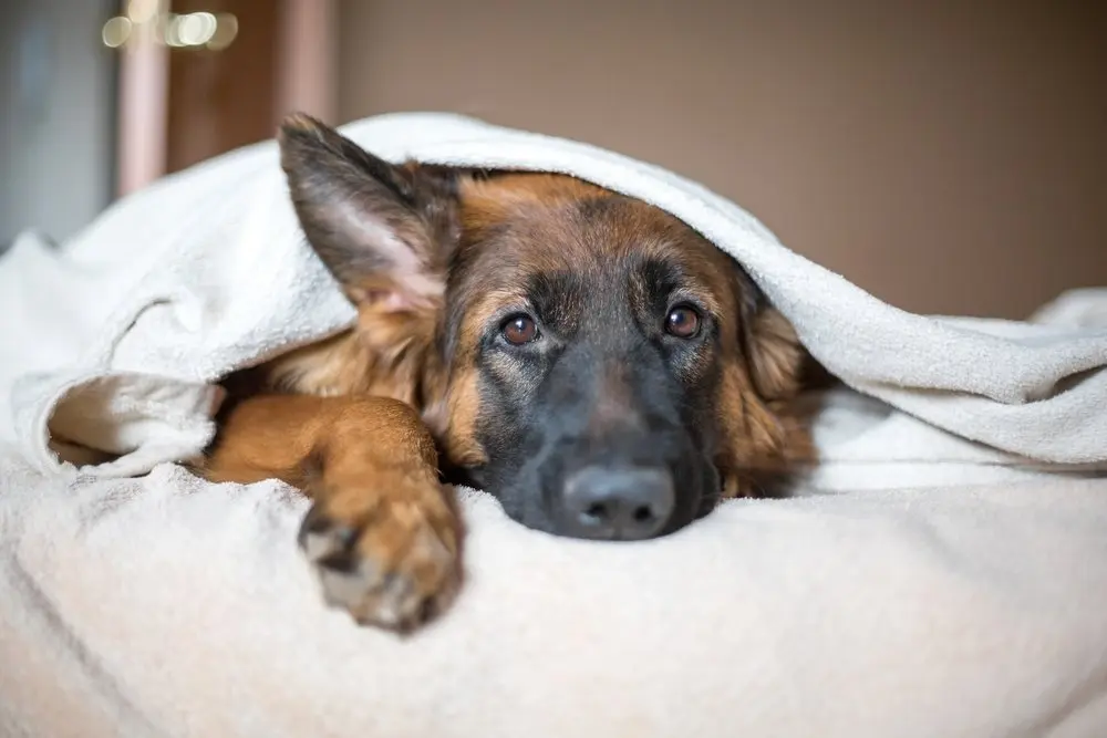 do german shepherds make good pets