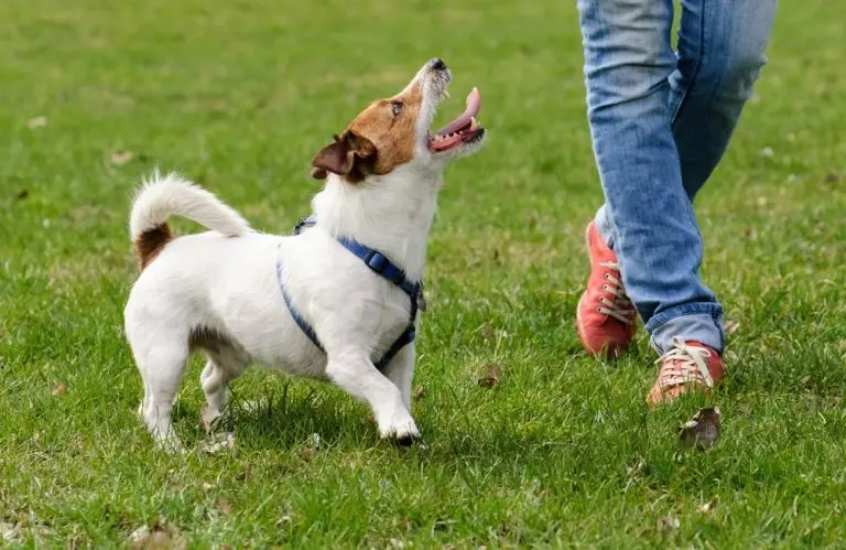 best online dog training courses