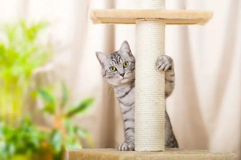 is cat declawing bad