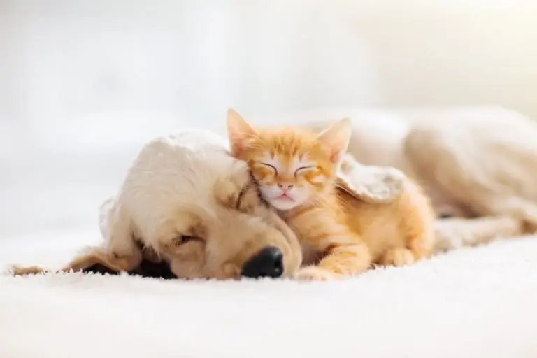 pet scams