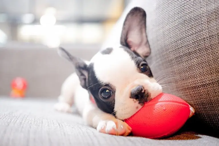tips for puppy care