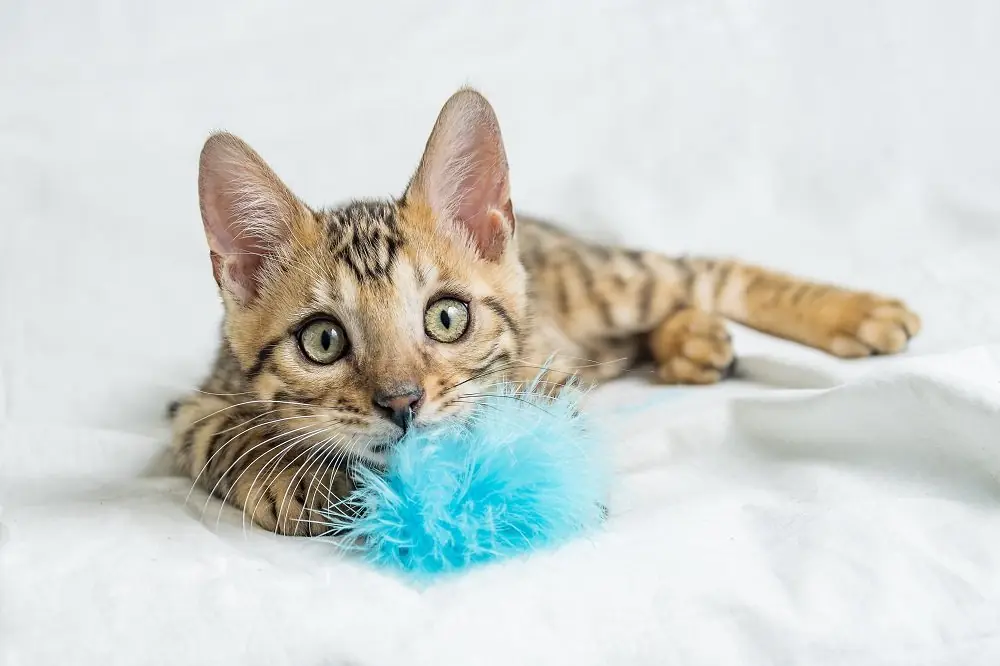 a cat playing with a fluffy toy