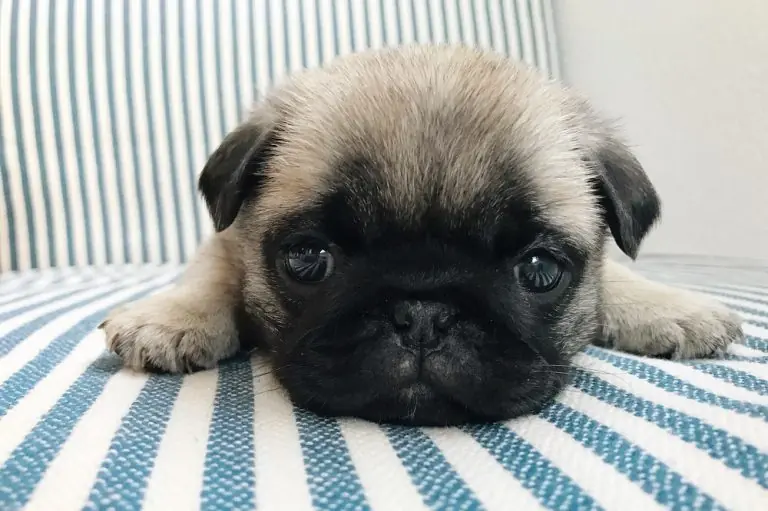 gifts for pug lovers