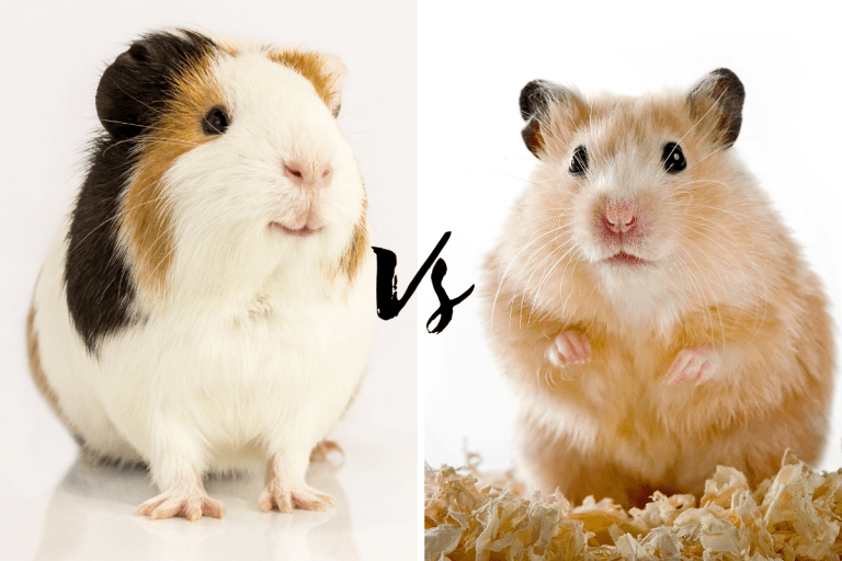 guinea pig vs hamster image
