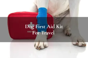 dog with a first aid kit and bandaged paw