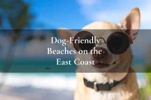 chihuahua wearing sunglasses on the beach