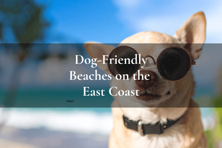 chihuahua wearing sunglasses on the beach