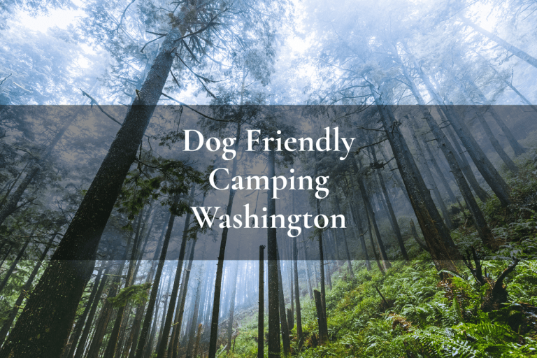trees in a forest in Washington