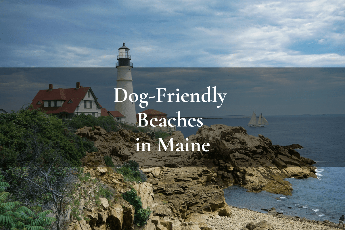 dog friendly beaches in Maine