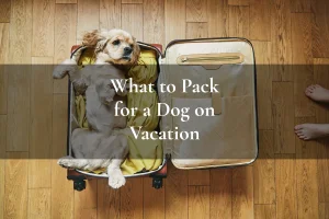 a cocker spaniel lying in an open suitcase